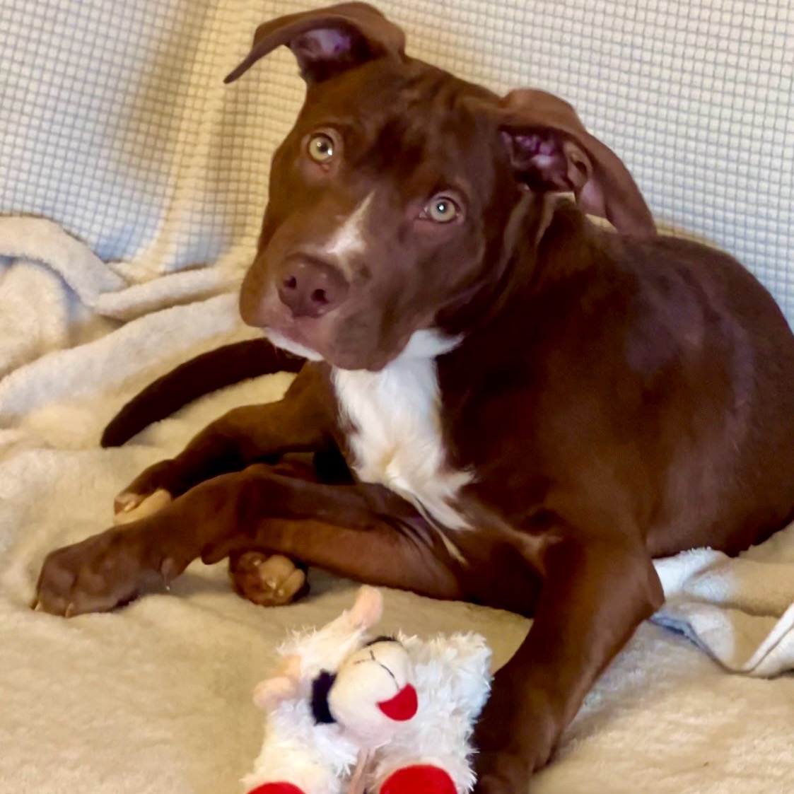 Scrappy the rescue dog, a chocolate pit mix, resting on a blanket with his lamb toy — the dog behind the Everlasting Organics Shepherd pet care line