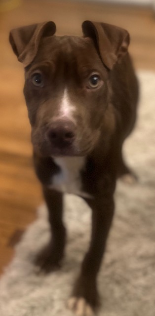 Scrappy the rescue pit mix puppy clean and calm after three baths on the night of his rescue — the same dog who hours earlier had been recommended for euthanasia