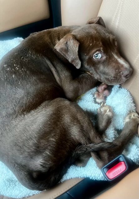 Rowan County Animal Control Facebook post for Shane a 12-week-old pit mix in need of emergency medical foster on December 16 2025