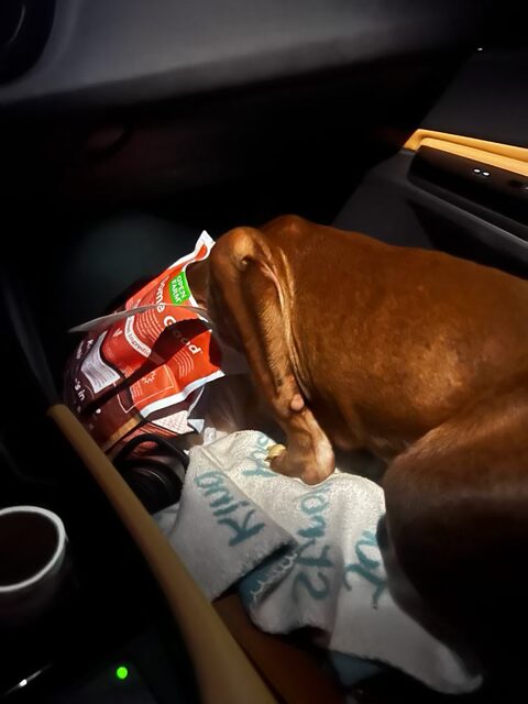 Scrappy the rescue pit mix puppy diving head-first into a bag of dog food on the way home from the pet store the night of his rescue