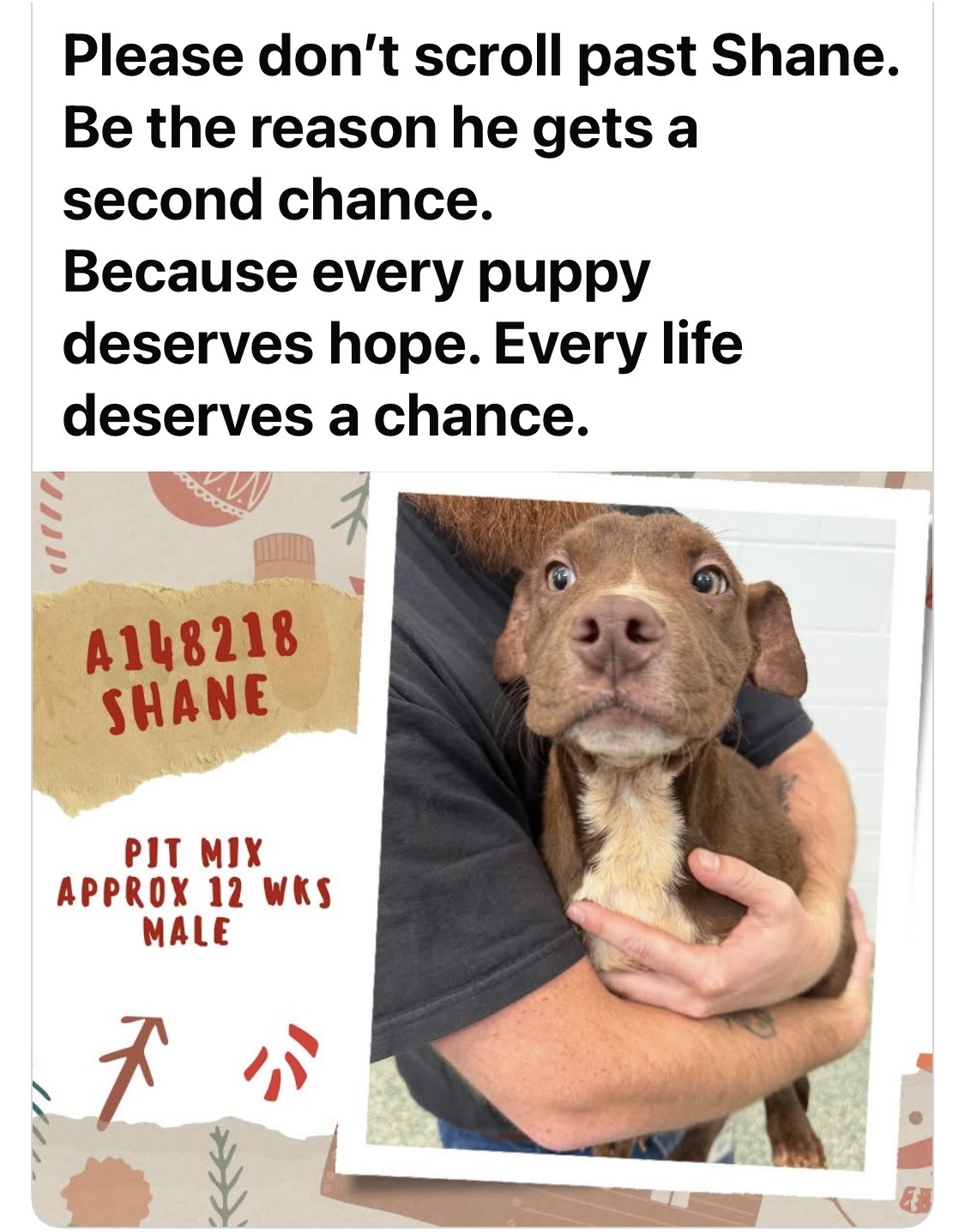 Rowan County Animal Control Facebook post for Shane a 12-week-old pit mix in need of emergency medical foster on December 16 2025