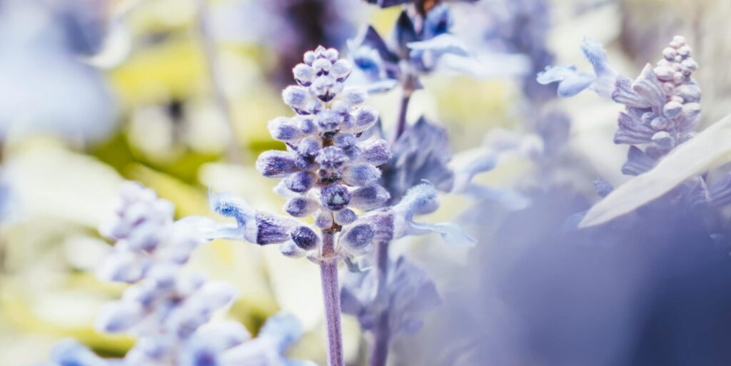 Close-up of fresh lavender blooms representing aerial botanical ingredients used in Everlasting Organics natural skincare formulas