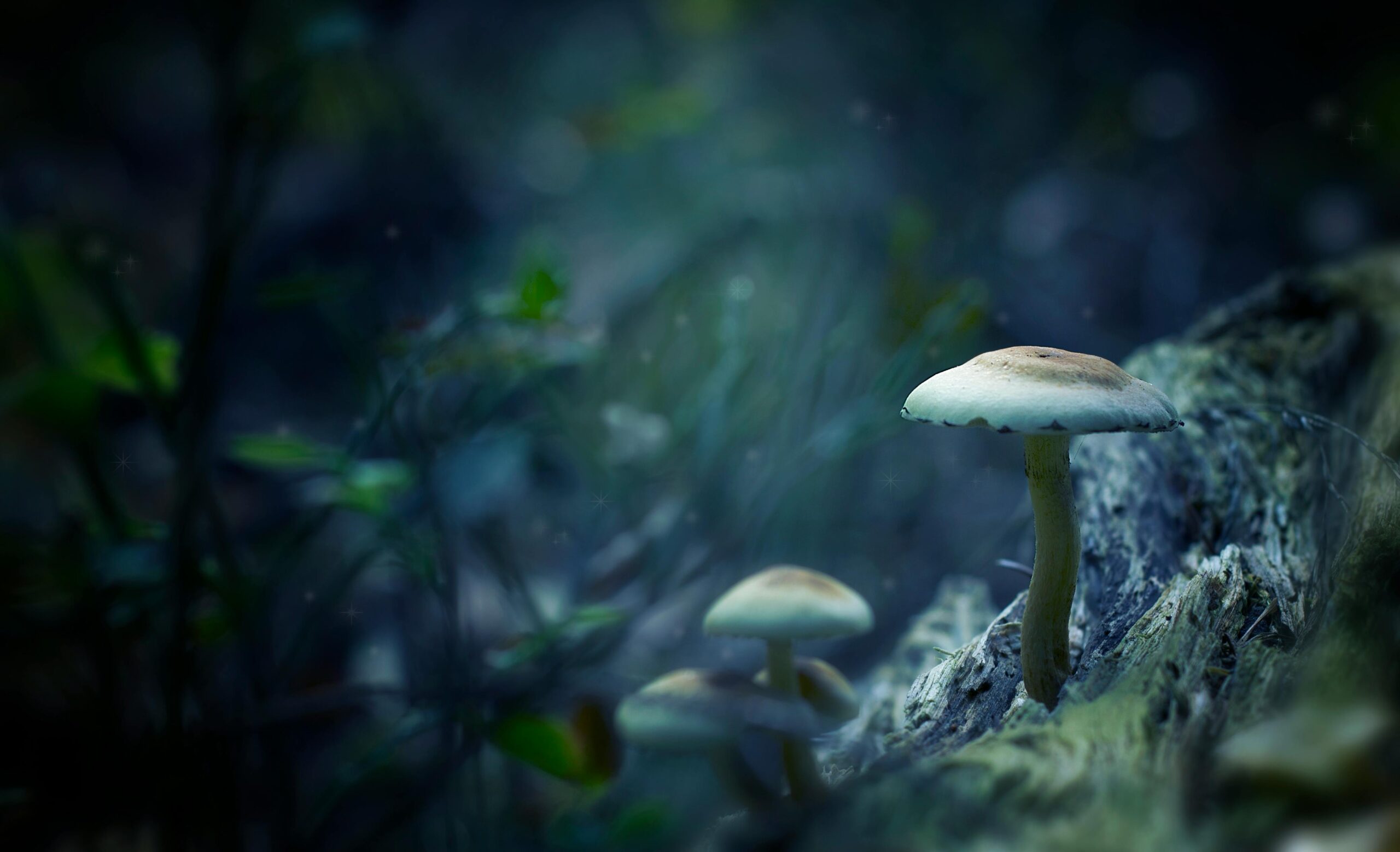 Ethereal mushrooms growing on a mossy forest floor with deep teal under-water like background for natural skincare