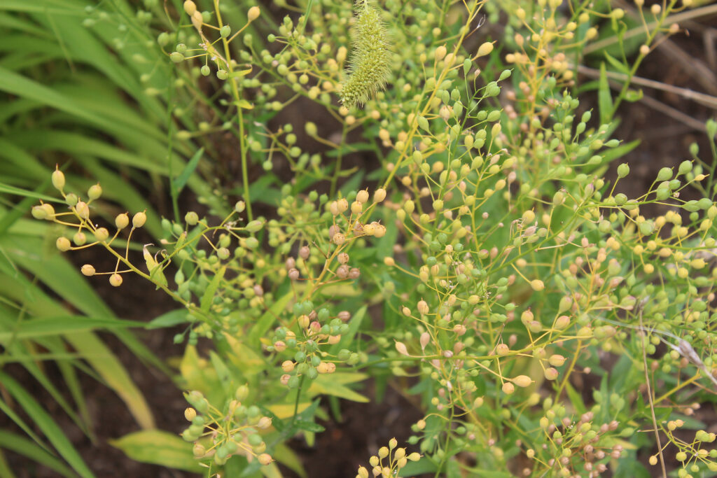 Camelina sativa seed pods growing in Michaelstein Abbey monastery garden Germany