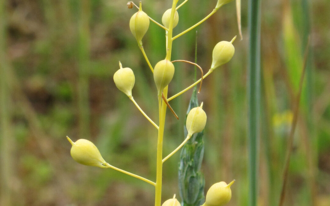 Never Heard of Camelina Oil? Neither Had I.