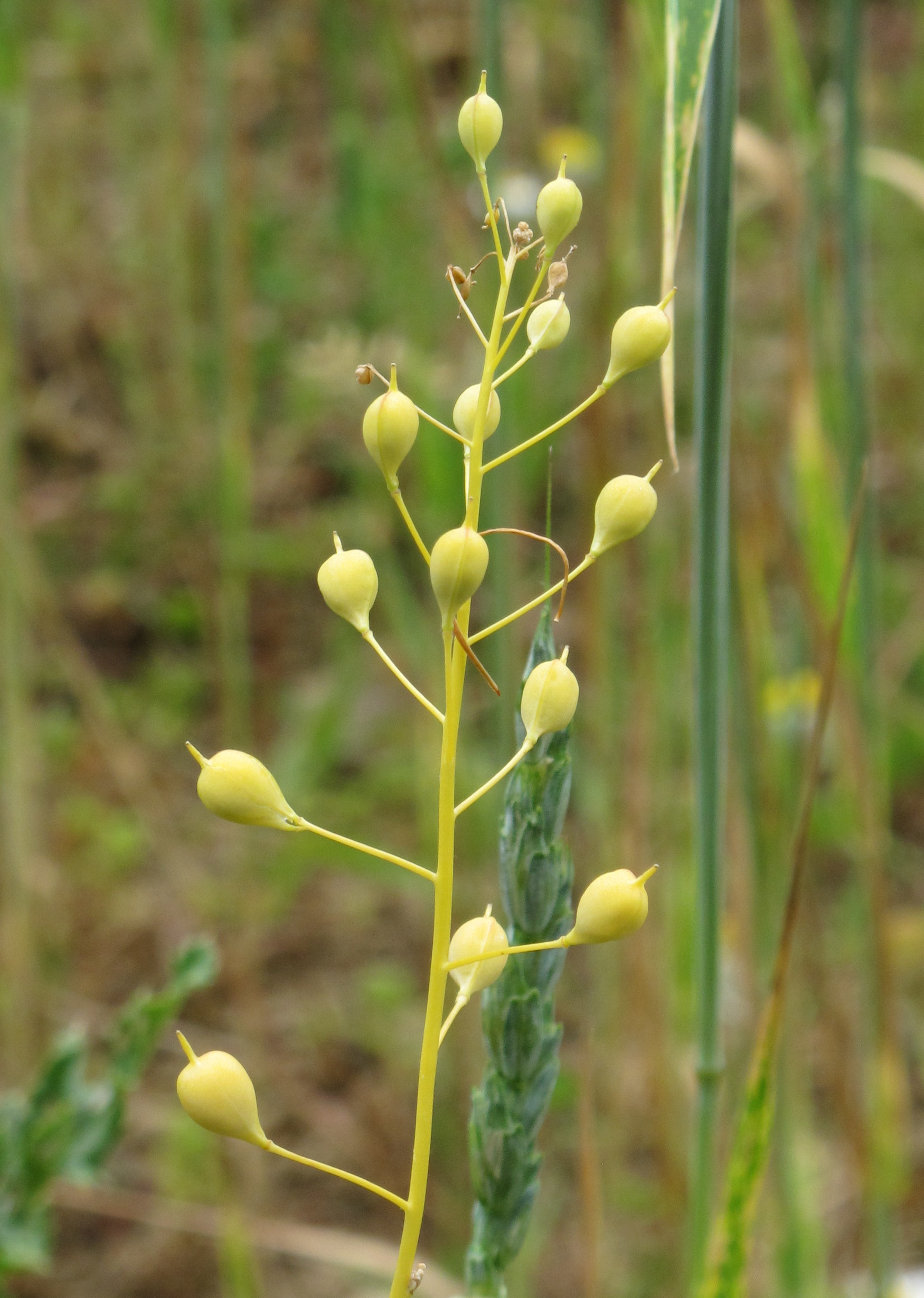 Camelina sativa plant with seed pods Lahn-Dill Germany